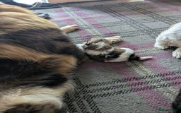 Shih Tzu dogs for sale: Stunning Shih Tzu boy - Image 16