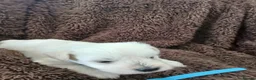 Miniature Schnauzer dogs for sale: Gorgeous kc registered miniature schnauzer puppies - Advert 13
