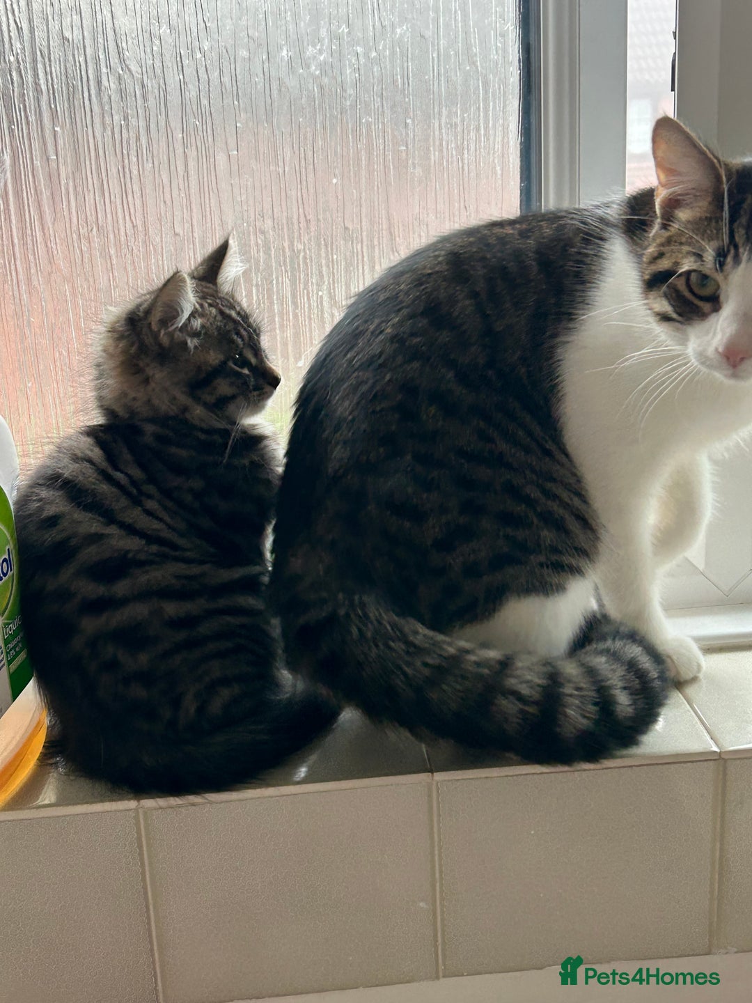 Maine Coon cats for sale: Fluffy female white black tabby male - Image 2