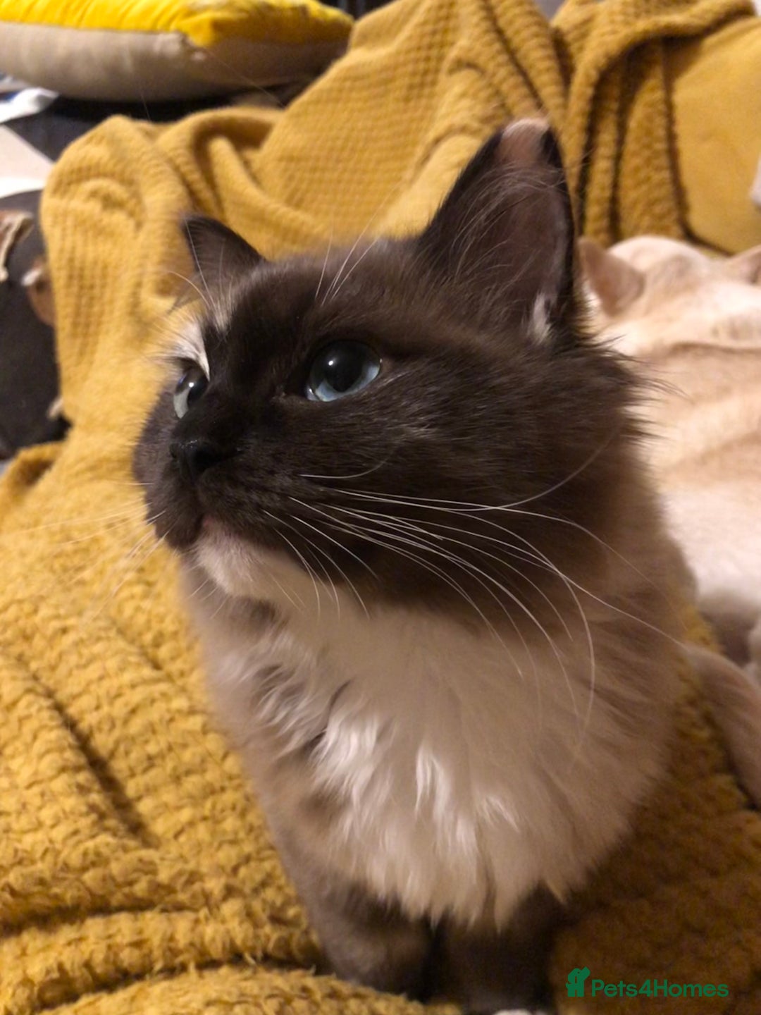 Ragdoll cats for sale: Tica reg seal sepia Cherubim Ragdoll year old girl - Advert 9