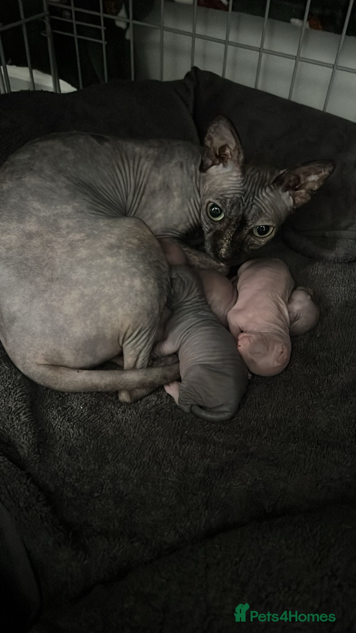 Sphynx cats for sale: 4 Sphynx kittens - Advert 3