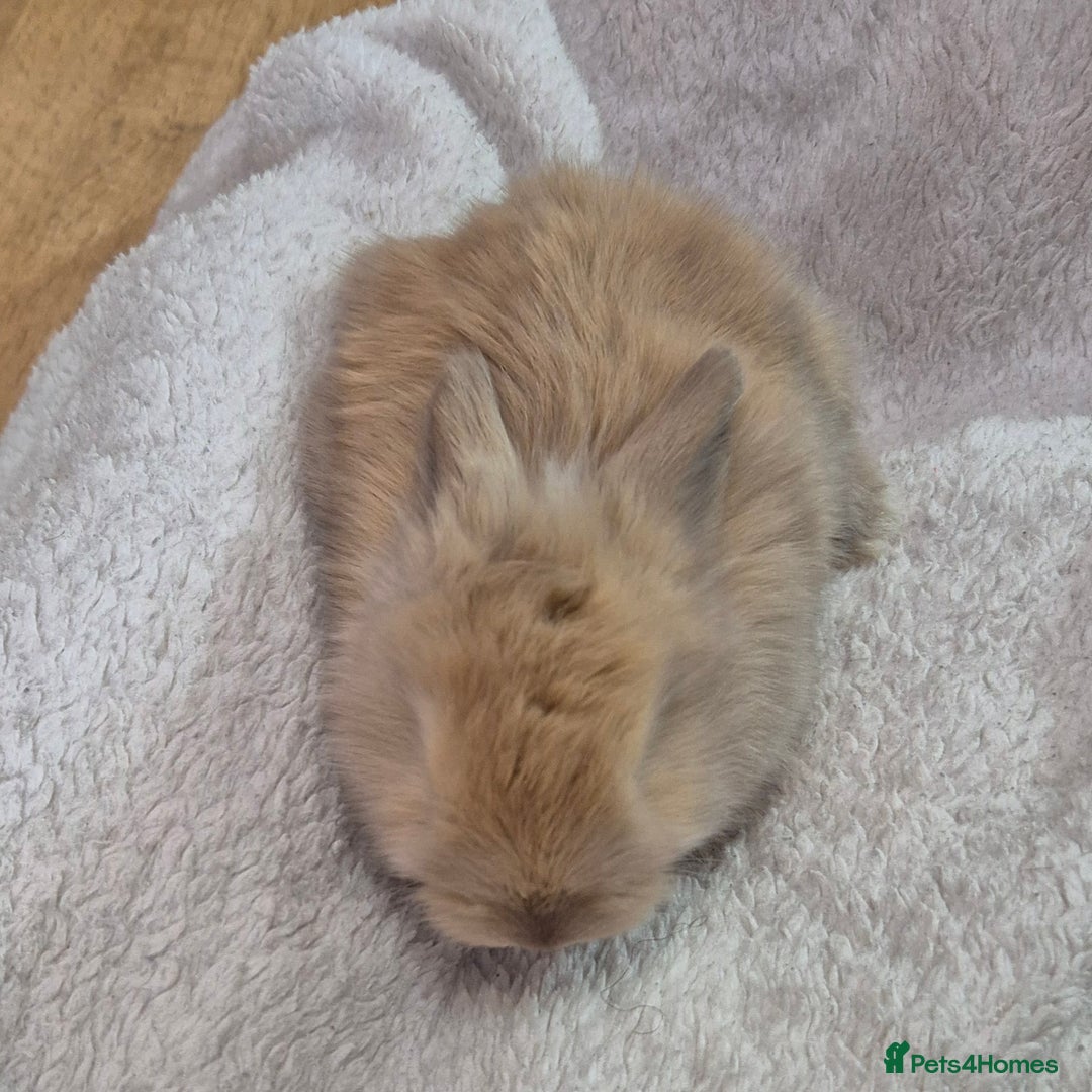 Angora rabbits for sale: Gorgeous Angora Rabbits,  Full (Maxi) faced - Advert 8