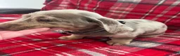 Dachshund dogs for sale: Beautiful dachshunds puppies  - Advert 3