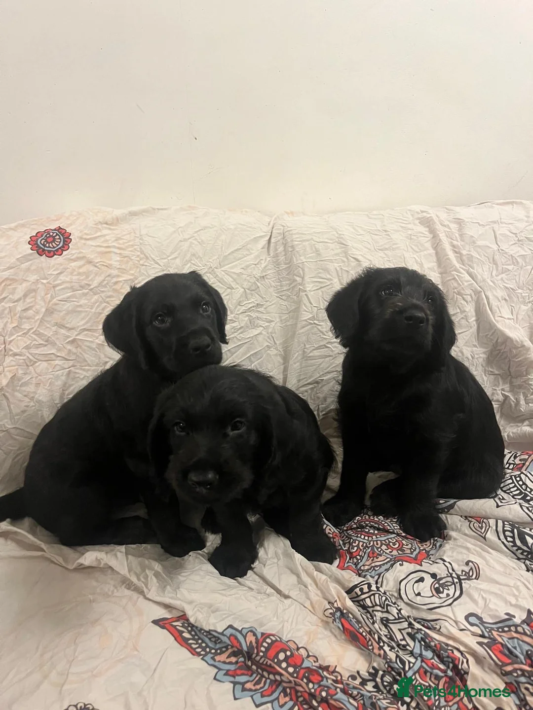 Labradoodle dogs for sale: PRICE DROP FOR LAST 2 Lovely Labradoodle pups! 🐶  - Advert 6