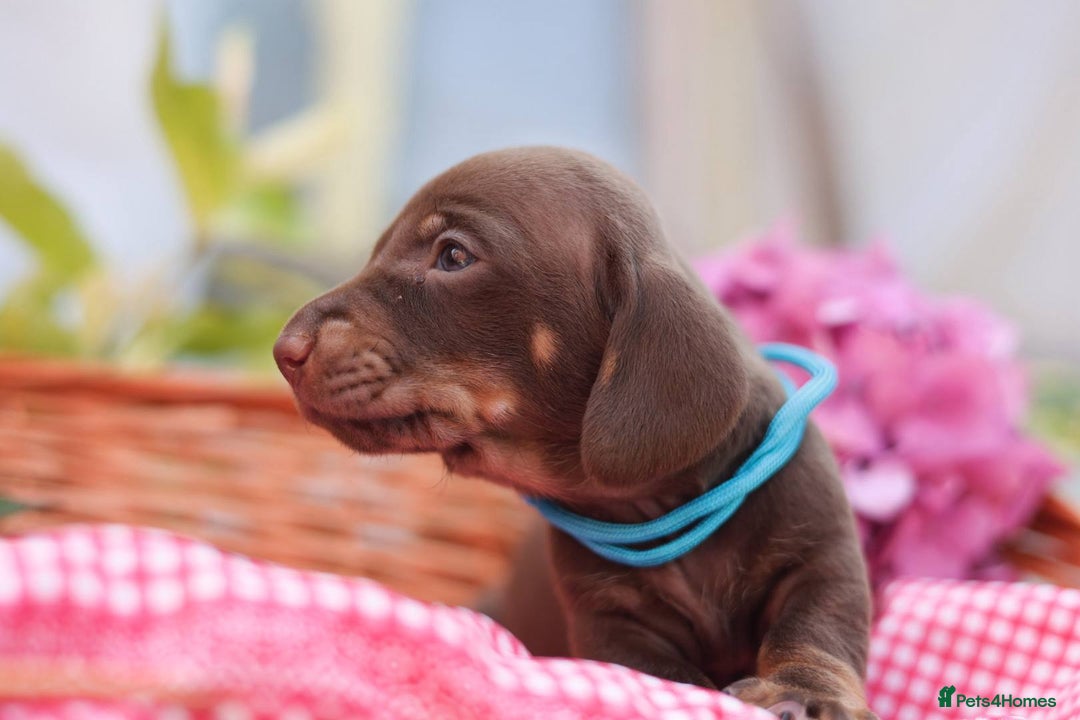Dachshund dogs for sale: KC Miniature dachshunds puppies  - Image 22