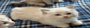 Ragdoll Kitten 4