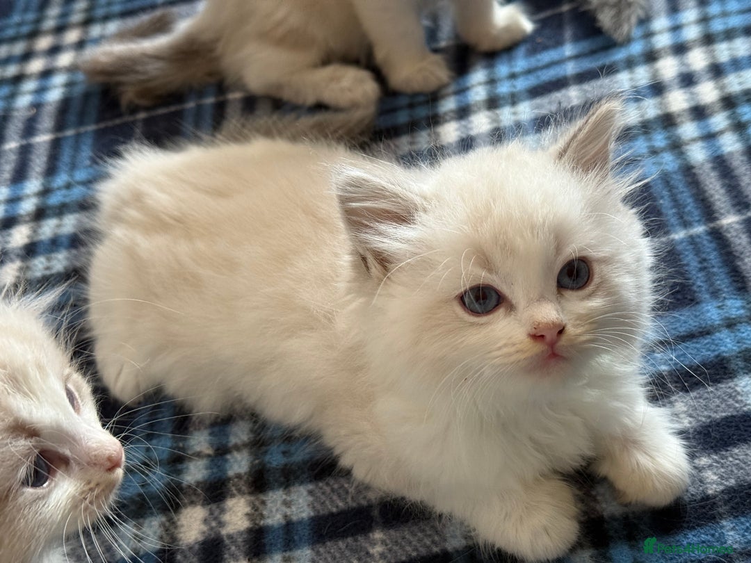 Ragdoll cats for sale: ✨ Gorgeous Ragdoll Kittens – Ready to Reserve! ✨ - Image 6
