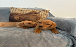 Labrador Retriever dogs for sale: Labrador retriever  - Image 7