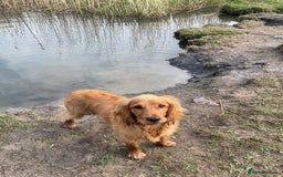 Cocker Spaniel dogs for stud: Working Cocker Spaniel in Bridgend - Image 9