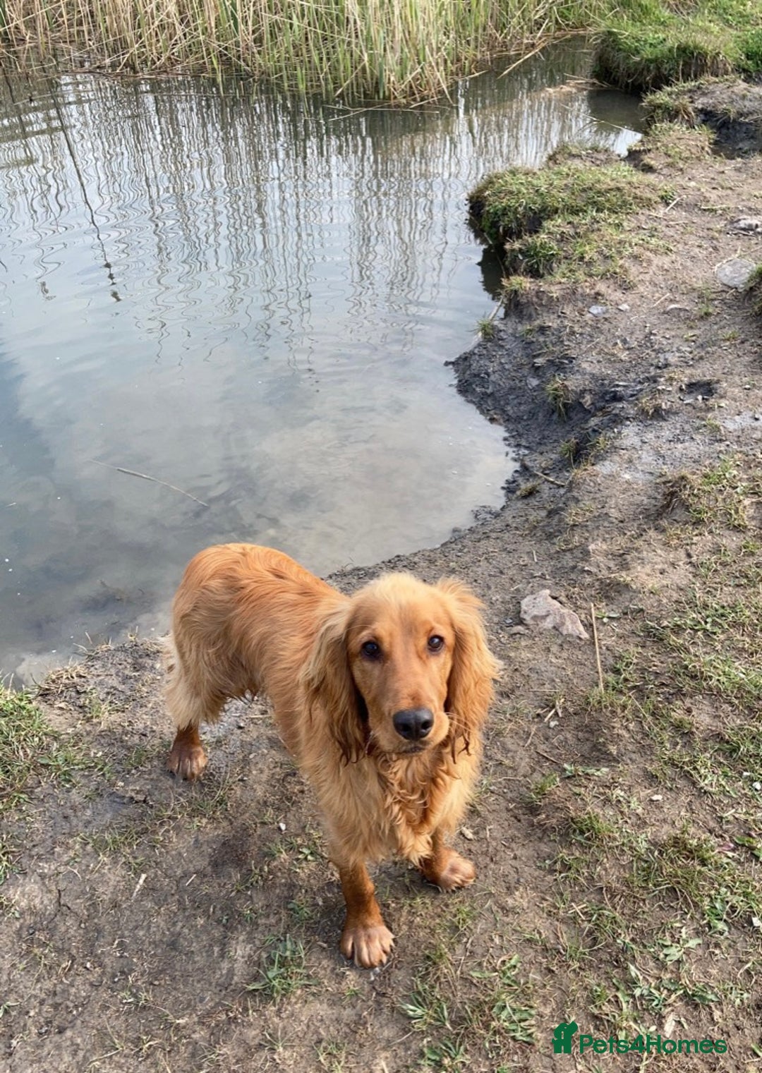 Cocker Spaniel dogs for stud: Working Cocker Spaniel in Bridgend - Image 9
