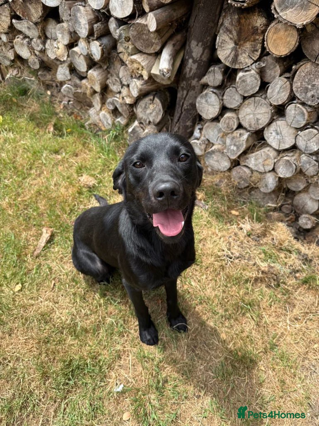 Labrador Retriever dogs for sale: Black Labrador Dog - Image 2