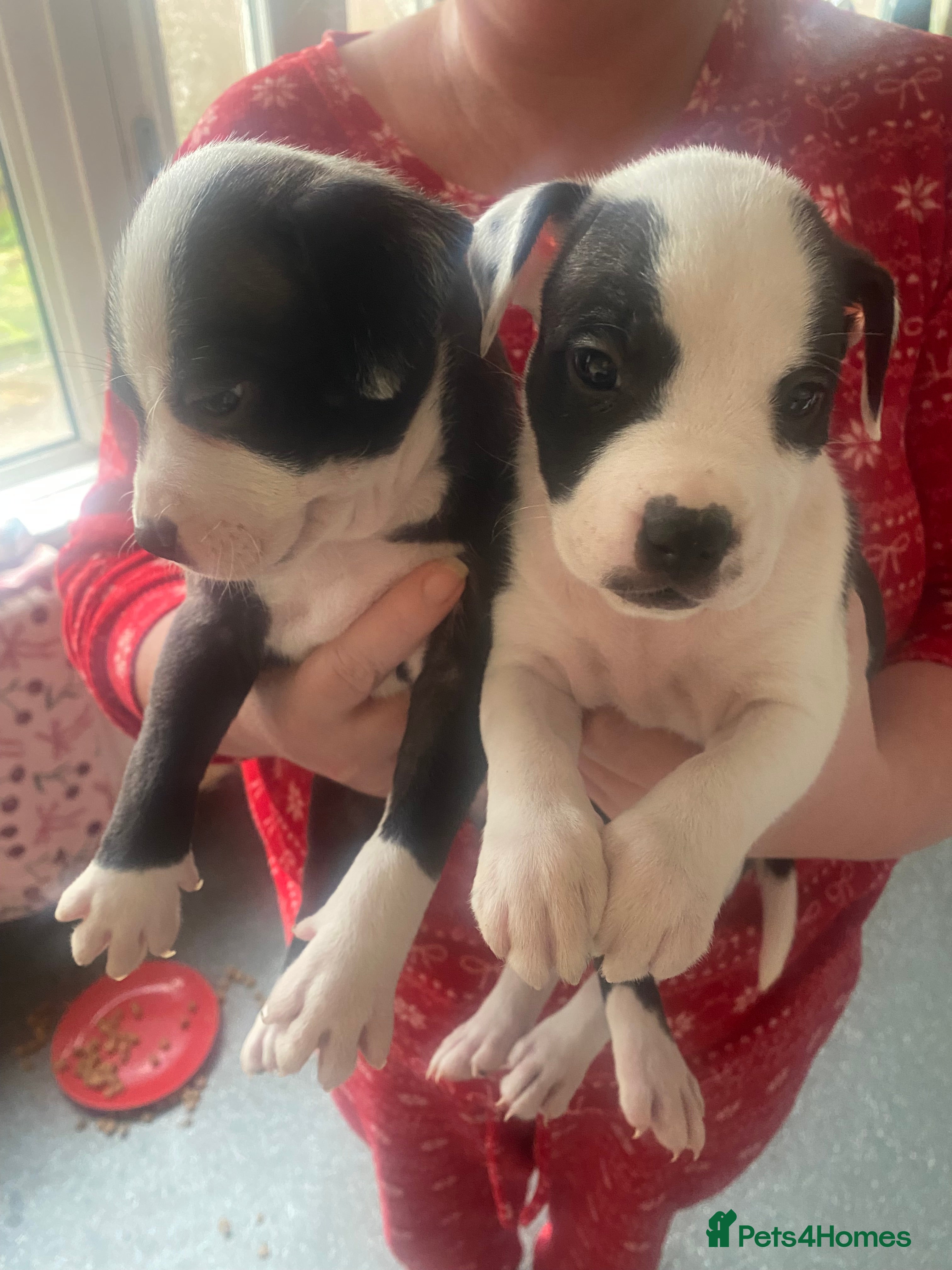 Staffordshire Bull Terrier dogs 2 girls left  - Advert 6