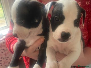 Staffordshire Bull Terrier dogs 2 girls left - Advert 5