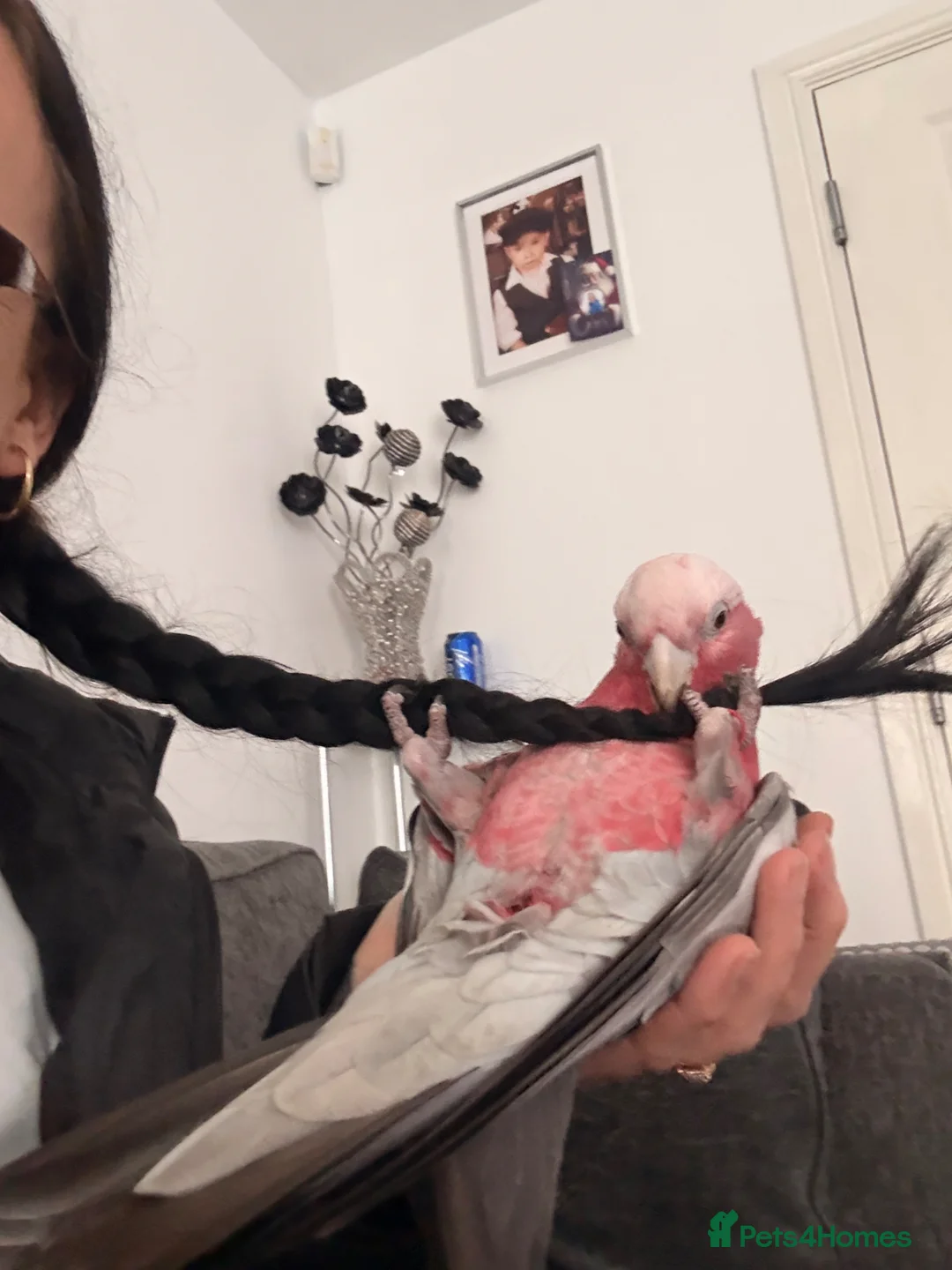 Cockatoo birds for sale: Cockatoo galah  - Advert 2