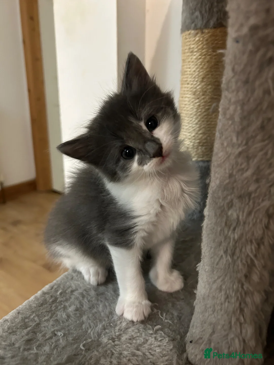 Mixed Breed cats for sale: Sweet boy ready to find his home - Advert 11