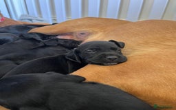 Mixed Breed dogs for sale: Labrador x French Pointer puppies - Image 10