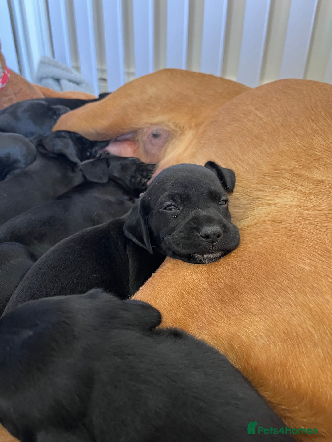 Mixed Breed dogs for sale: Labrador x French Pointer puppies - Image 10