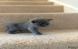 British Shorthair cats for sale: GCCF Bi-colour Blue and white BSH - Image 5