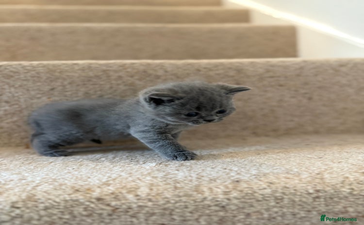 British Shorthair cats - Advert 2