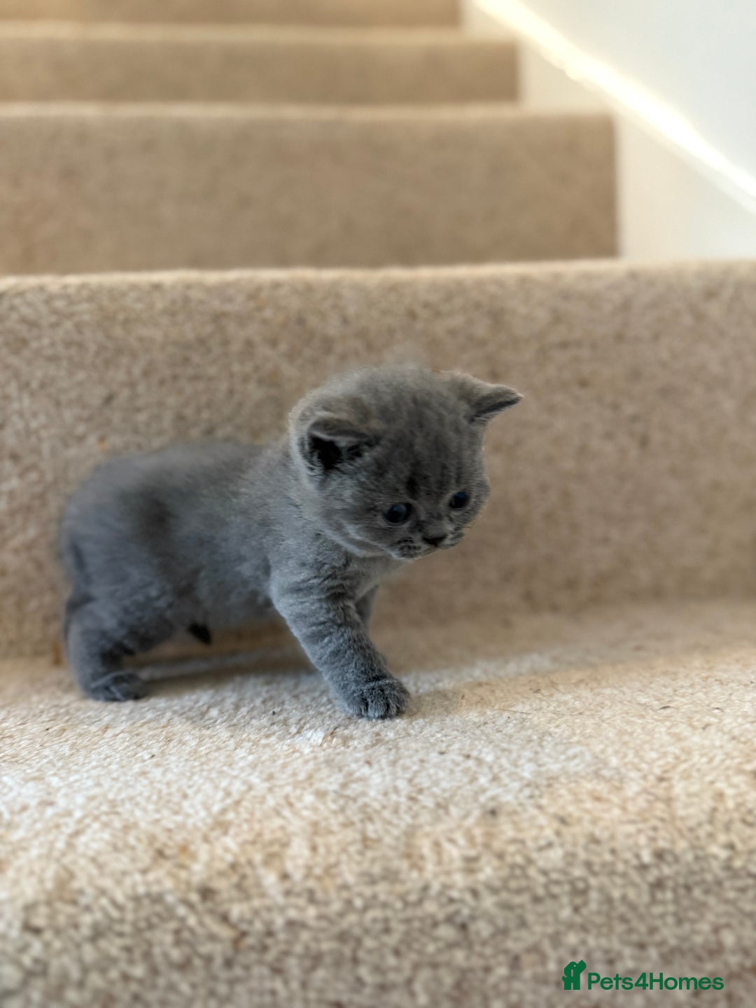 British Shorthair cats for sale: GCCF Bi-colour Blue and white BSH - Image 5