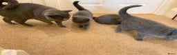 British Shorthair cats for sale: BRITISH SHORTHAIR KITTENS  - Advert 2