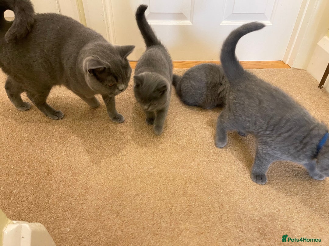British Shorthair cats for sale: BRITISH SHORTHAIR KITTENS  - Image 2