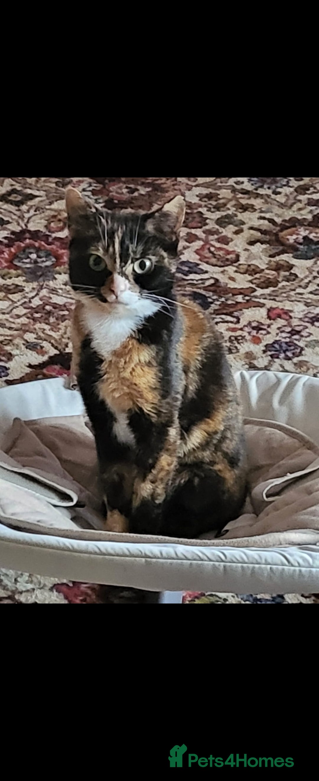Mixed Breed cats for sale: Beautiful little girl  - Advert 6