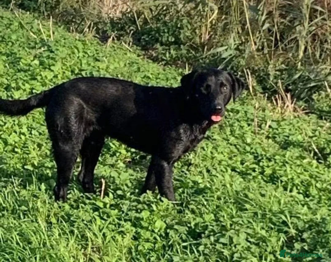 Labrador Retriever dogs for sale: KC Labrador Black/Dark yellow 🐾 - Advert 2
