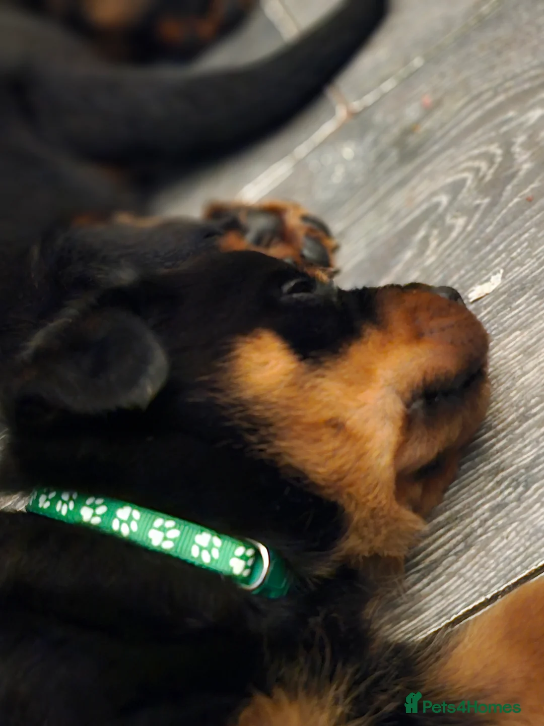 Rottweiler dogs for sale: True type Rottweilers  - Advert 7