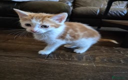 Domestic Shorthair cats for sale: Beautiful family raised kittens  - Image 11
