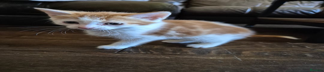 Domestic Shorthair Kitten 1