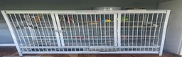 Ringnecks birds for sale: Indian ring neck male parrot  in Stoke-on-Trent - Advert 3