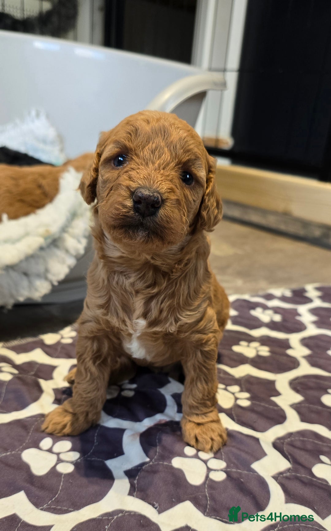 Cavapoo dogs for sale: Cavapoo puppies extensive health tested - Advert 3