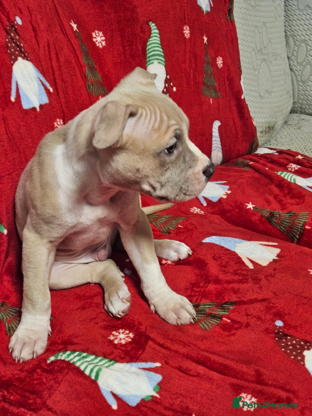 American Bully dogs for sale:  litter of AmericanBully(ABKC)  Standart/Pocket - Advert 8
