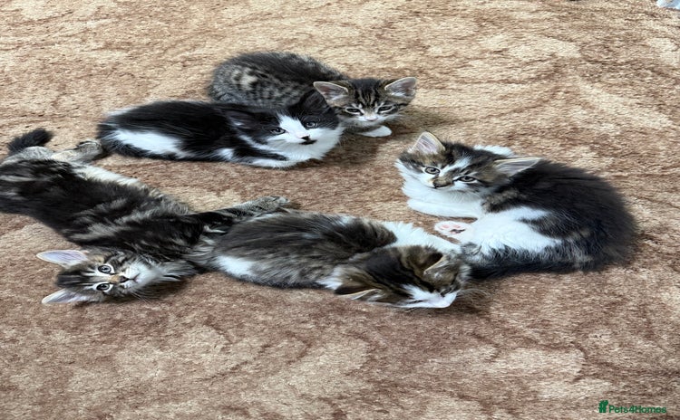 Mixed Breed cats - Advert 1
