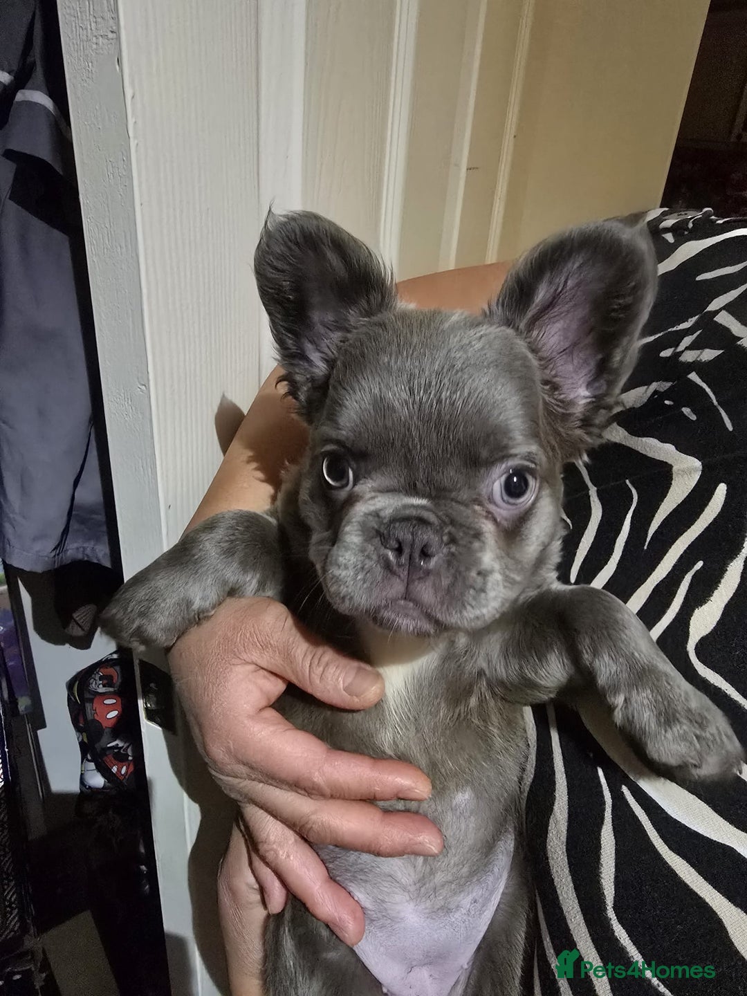 French Bulldog dogs for sale: Fluffy husky frenchie reduced! ready to leave  - Advert 25