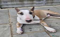 English Bull Terrier dogs for adoption: FOR ADOPTION - BRUCE - BOGNOR REGIS - Image 3