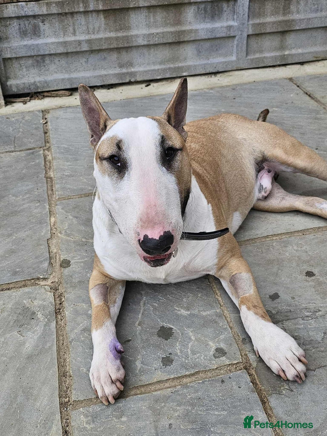 English Bull Terrier dogs for adoption: FOR ADOPTION - BRUCE - BOGNOR REGIS - Image 3