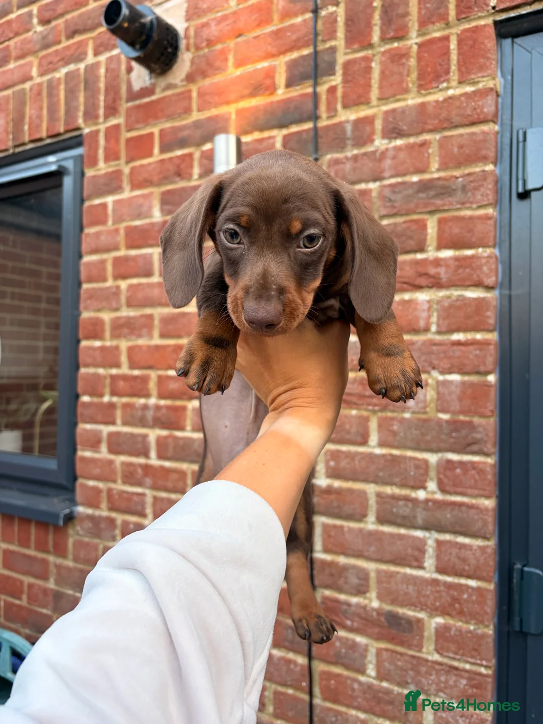 Miniature Dachshund dogs for sale: 3 miniature dachshund puppies - Advert 2