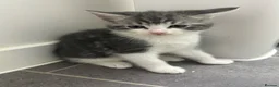 Mixed Breed cats for sale: Adorable litter of kittens  - Advert 22