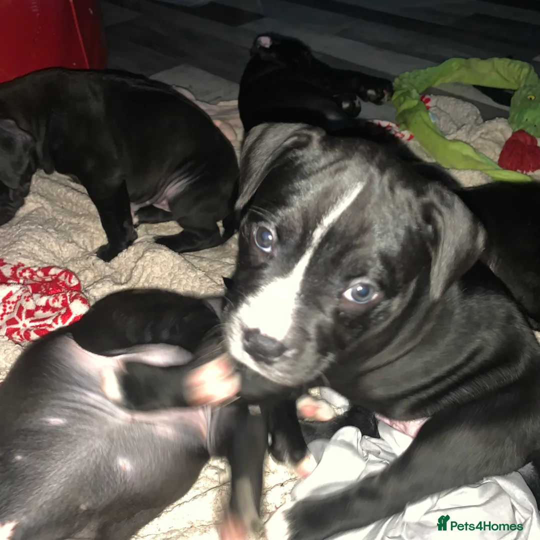 Mixed Breed dogs for sale: Miss Leanne smith - Advert 4