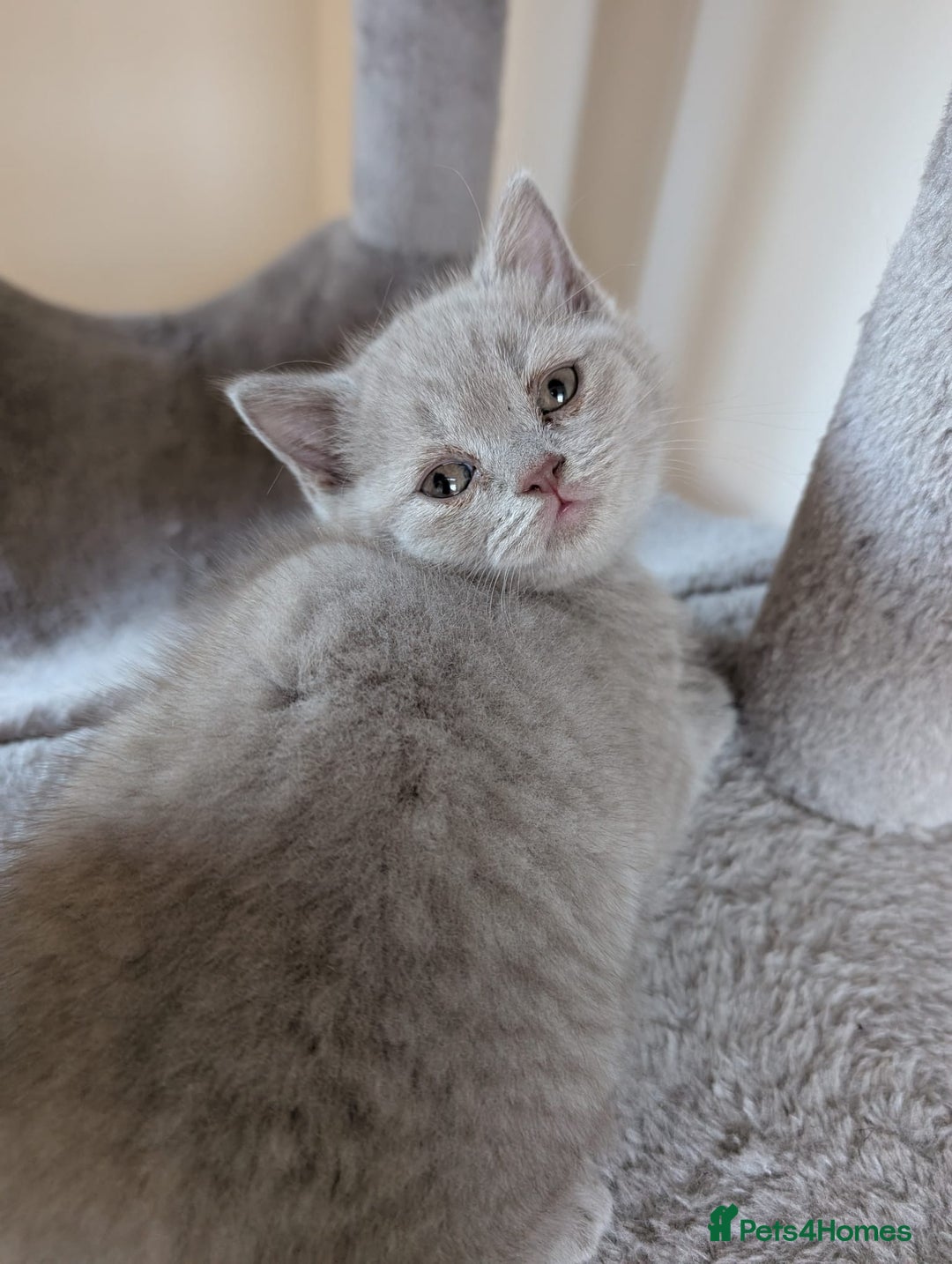 British Shorthair cats for sale: Two remaining British blue shorthair kittens  - Image 10