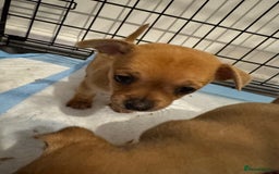 Chihuahua dogs for sale: Chihuahua pups - Image 10