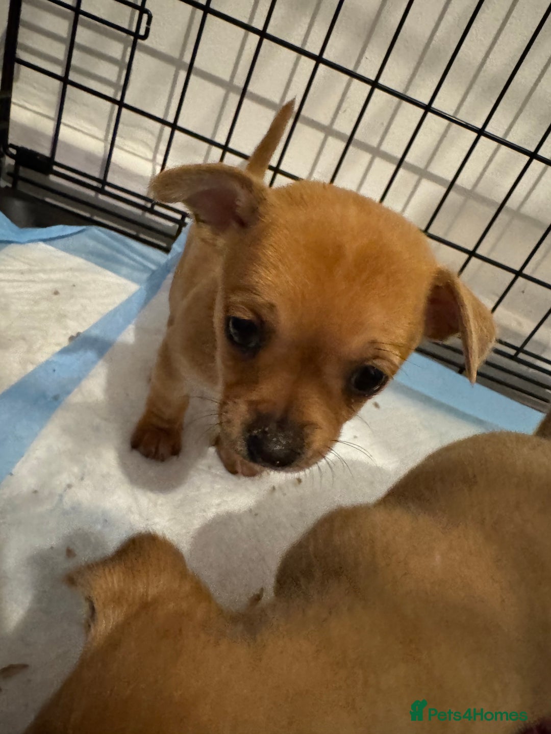 Chihuahua dogs for sale: Chihuahua pups - Image 10