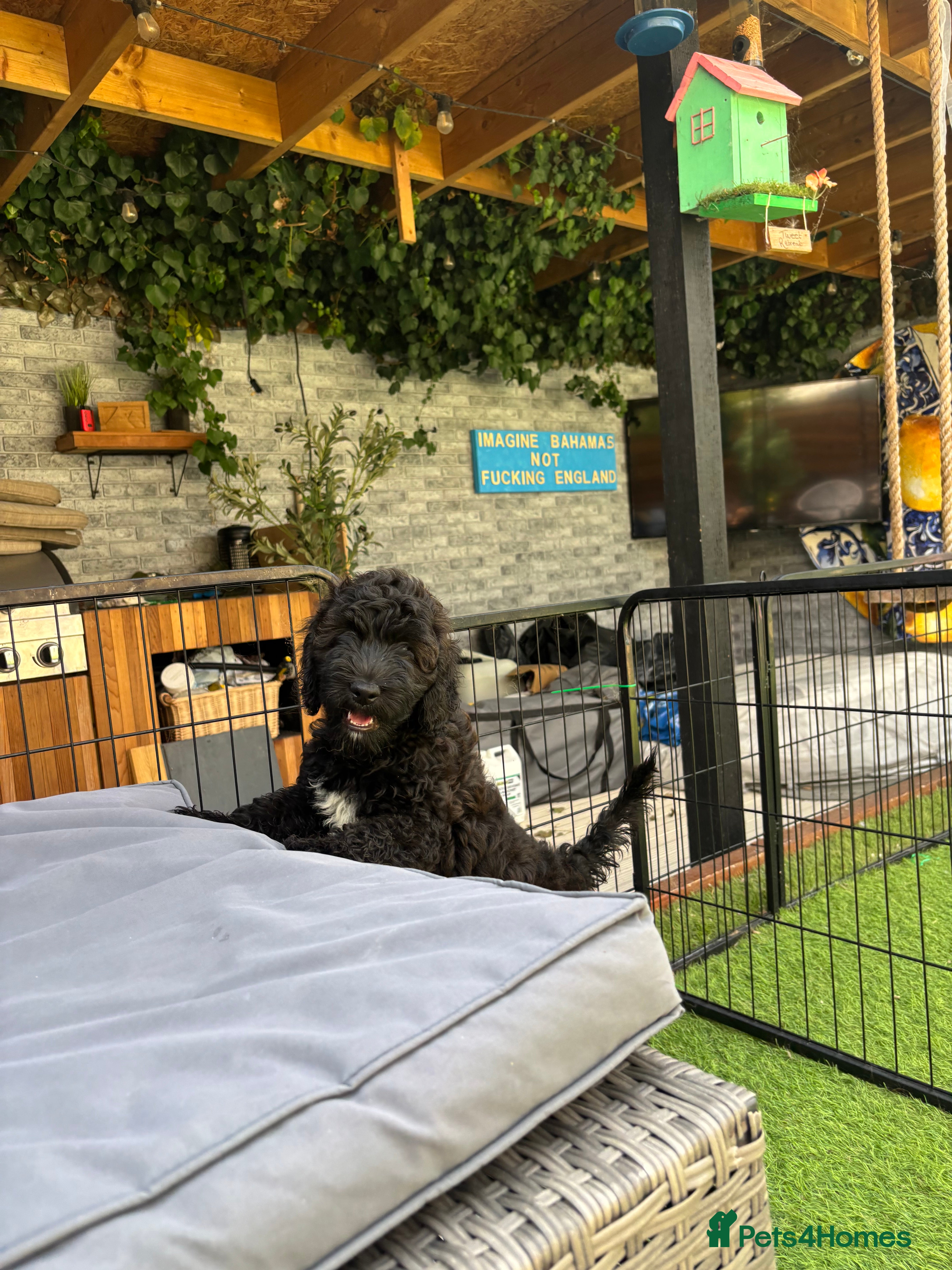 Goldendoodle dogs 🐾 1 gorgeous godlendoodle Puppy reduced price  🤍 - Advert 2