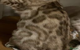 Bengal cats for sale:  Beautiful Bengal ready to reserve - Image 19