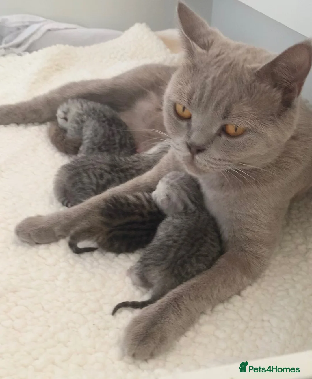 British Shorthair cats for sale: Beautiful British Shorthair Babies 🤍 - Advert 2