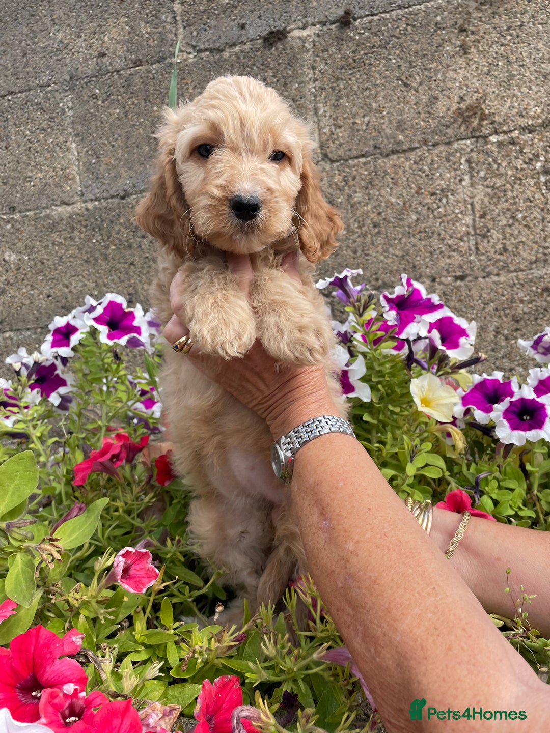 Cockapoo dogs for sale: QUALITY SMALL COCKERPOOS. - Image 8