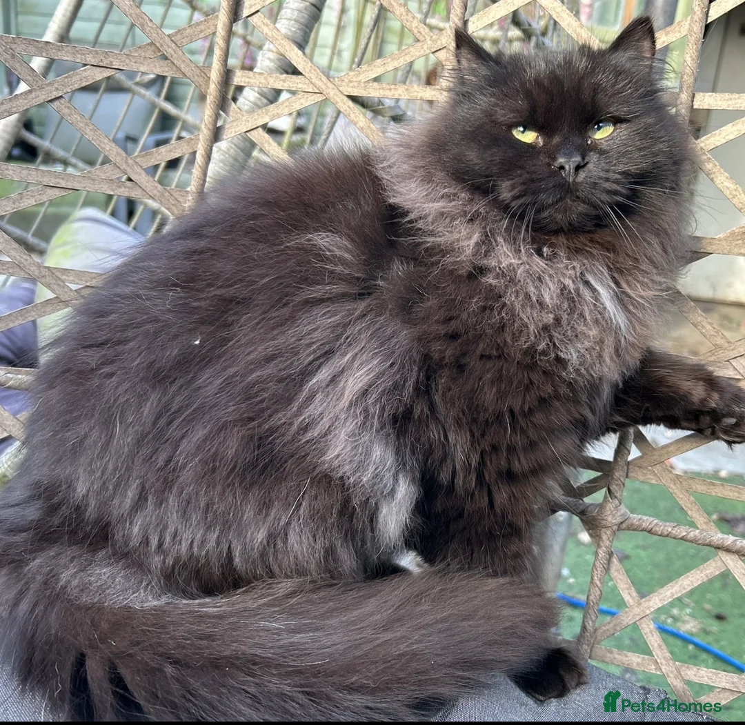 Siberian cats for sale: Siberian Adults for new Homes - Advert 6