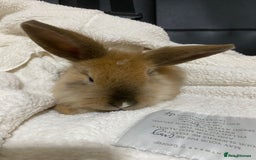 Mixed Breed rabbits for sale: Beautiful Bunnies Ready For New Homes - Advert 5